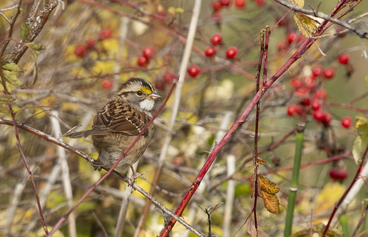 White-throated Sparrow - Ian Routley