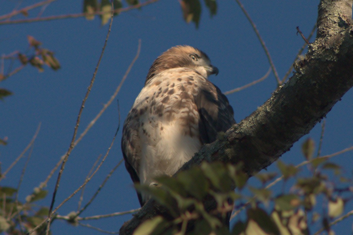 Red-tailed Hawk - ML382362561