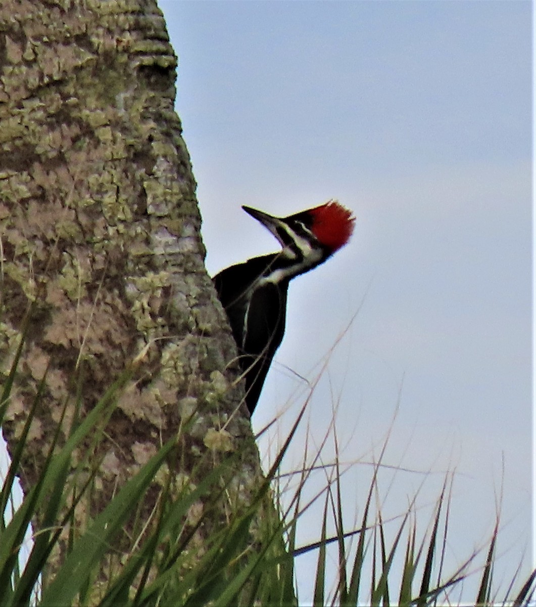 Pileated Woodpecker - ML382364581