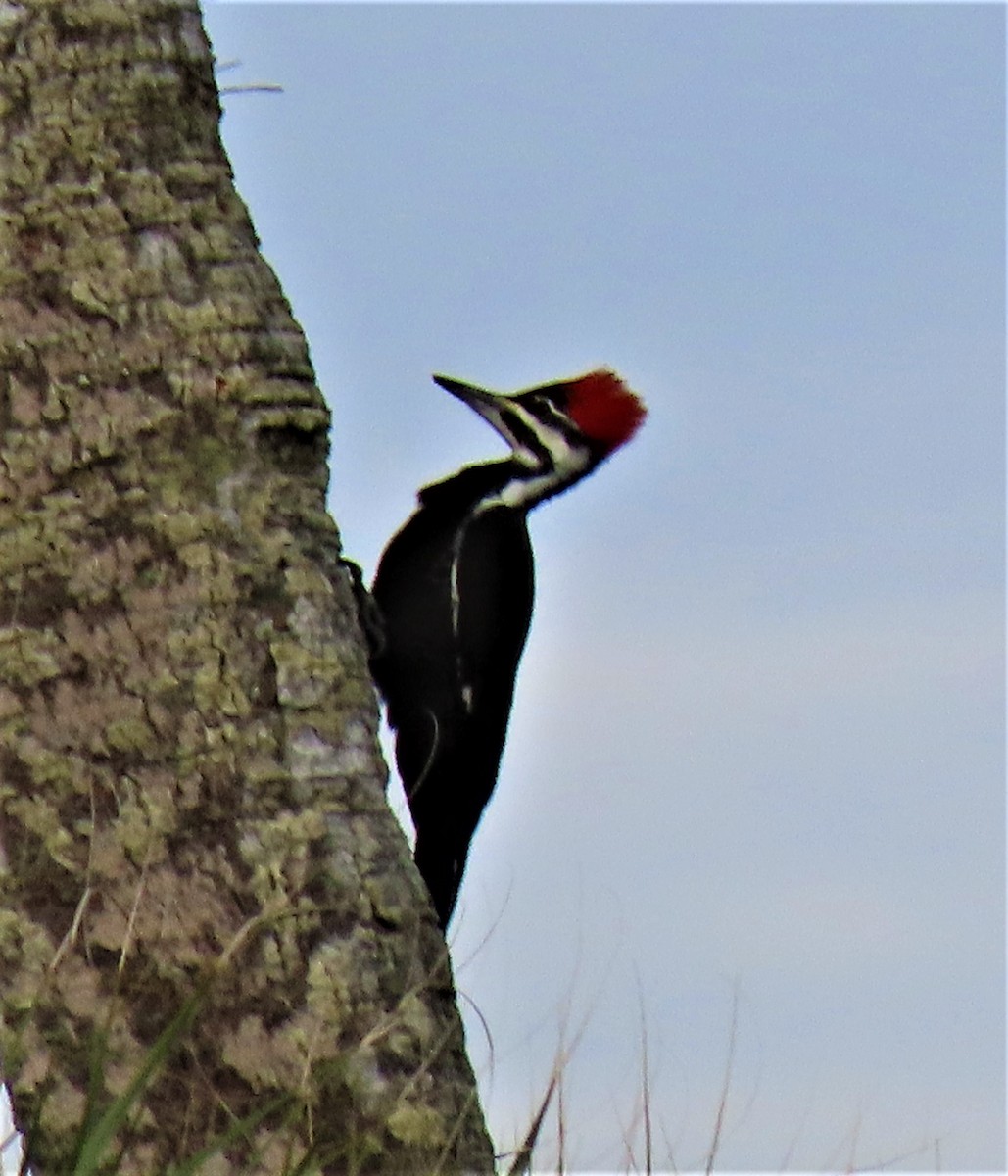 Pileated Woodpecker - JoAnn Potter Riggle 🦤