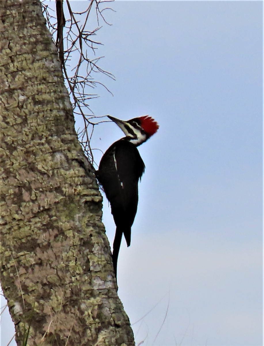 Pileated Woodpecker - JoAnn Potter Riggle 🦤