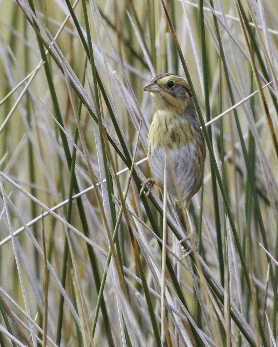 North Carolina Bird Atlas Checklist - 23 Oct 2021 - Ocracoke Island ...