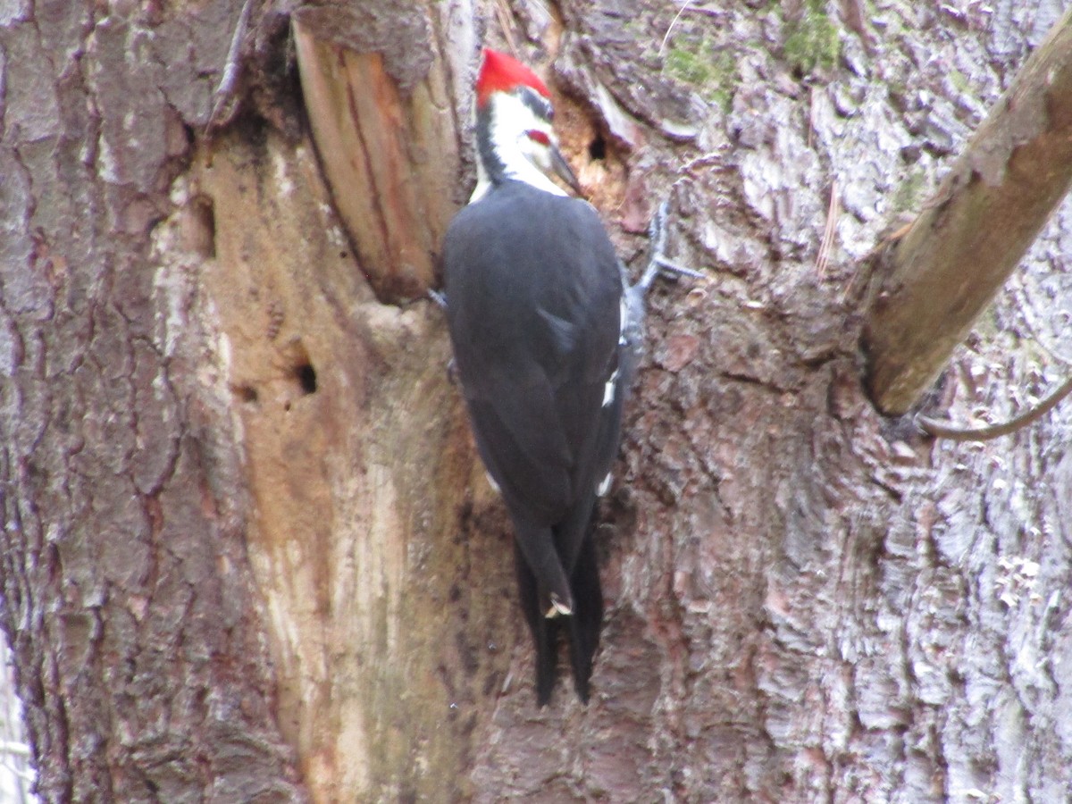 Pileated Woodpecker - ML382368101