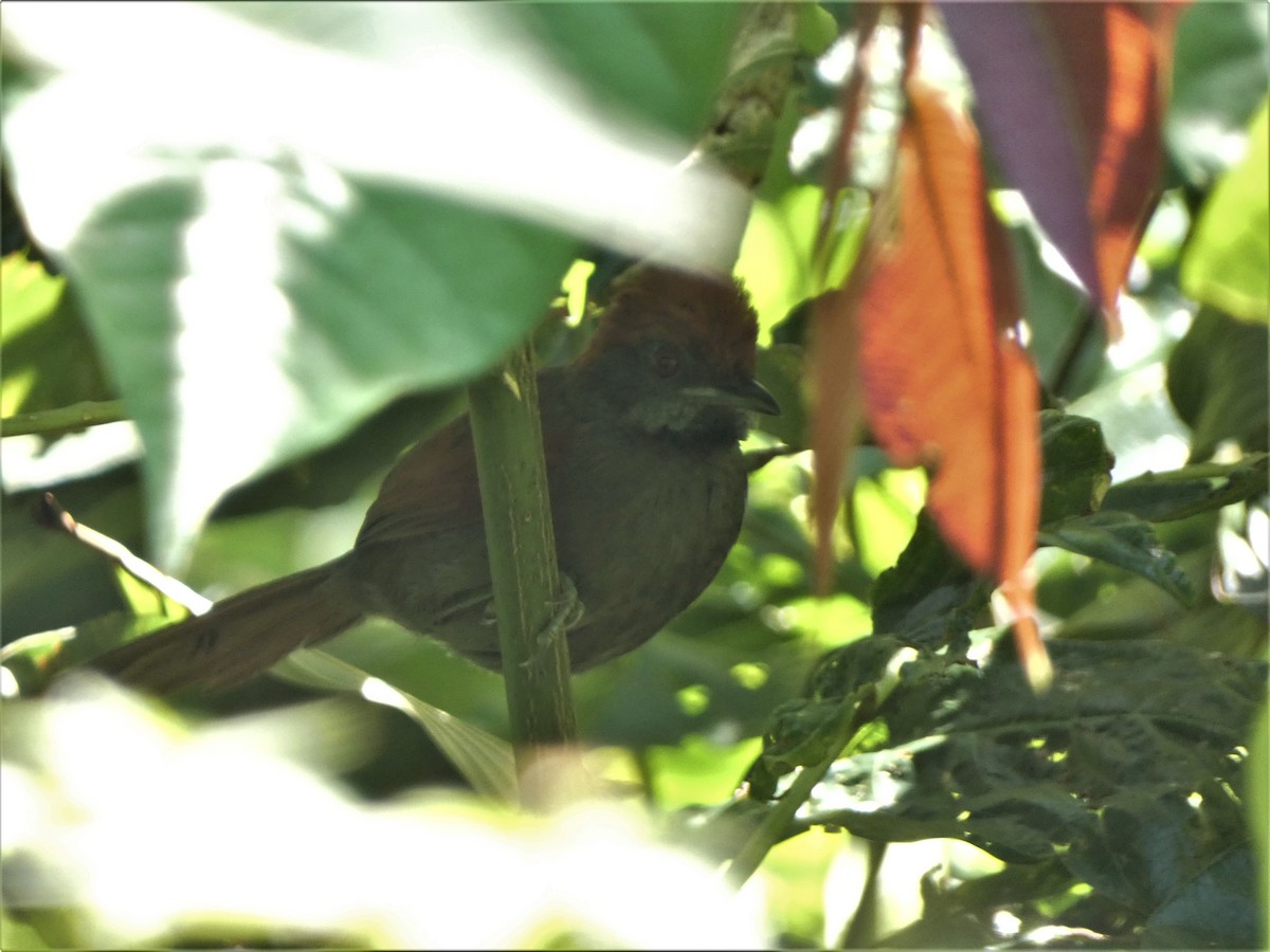 McConnell's Spinetail - ML382368921