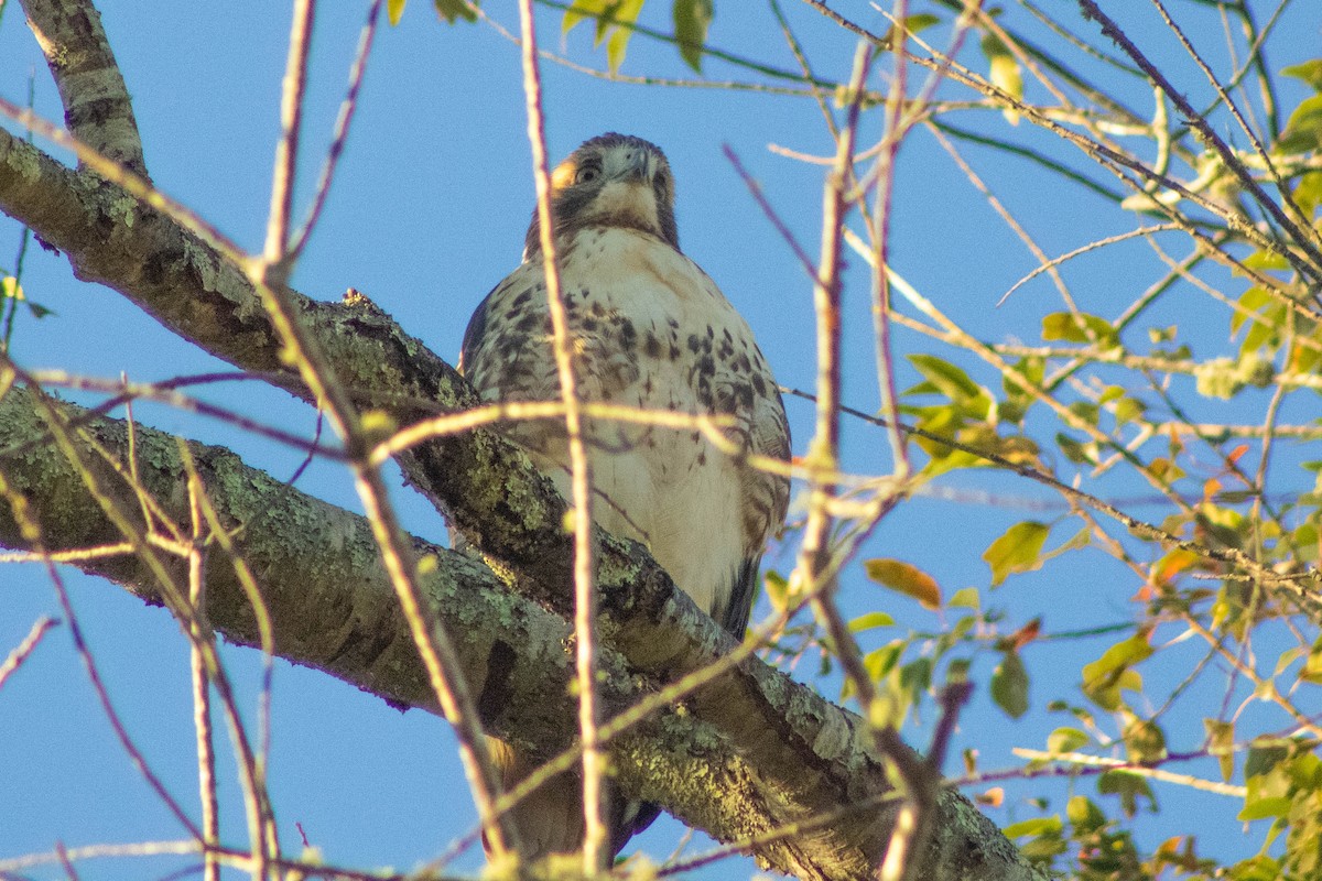Red-tailed Hawk - ML382369271