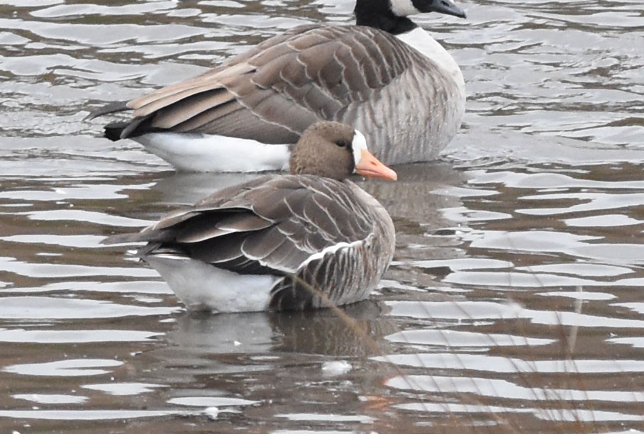 Greater White-fronted Goose - Kevin McGann