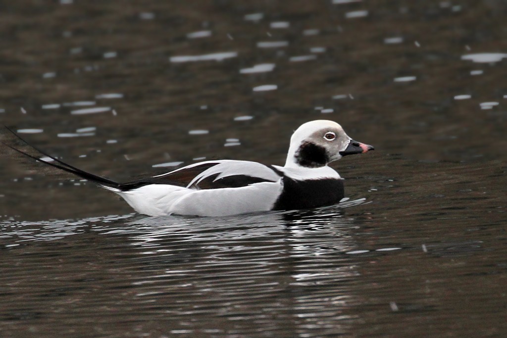 Long-tailed Duck - Dick Dionne