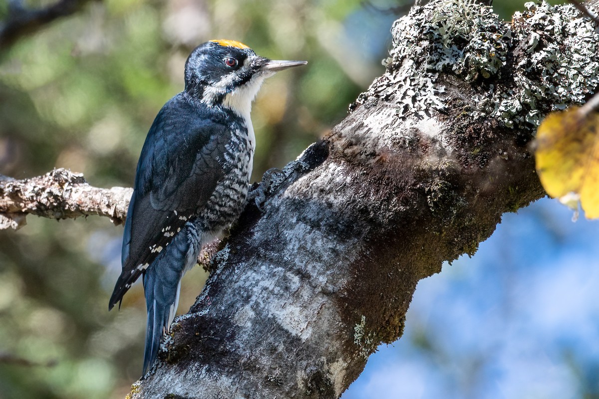 Black-backed Woodpecker - Cindy Kindle