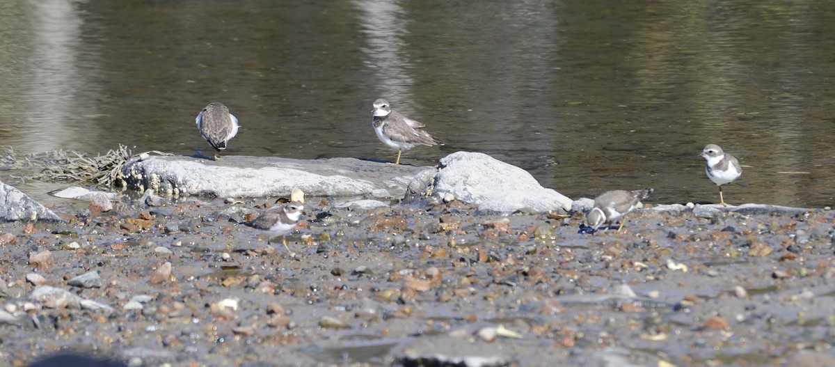 Semipalmated Plover - ML382384371