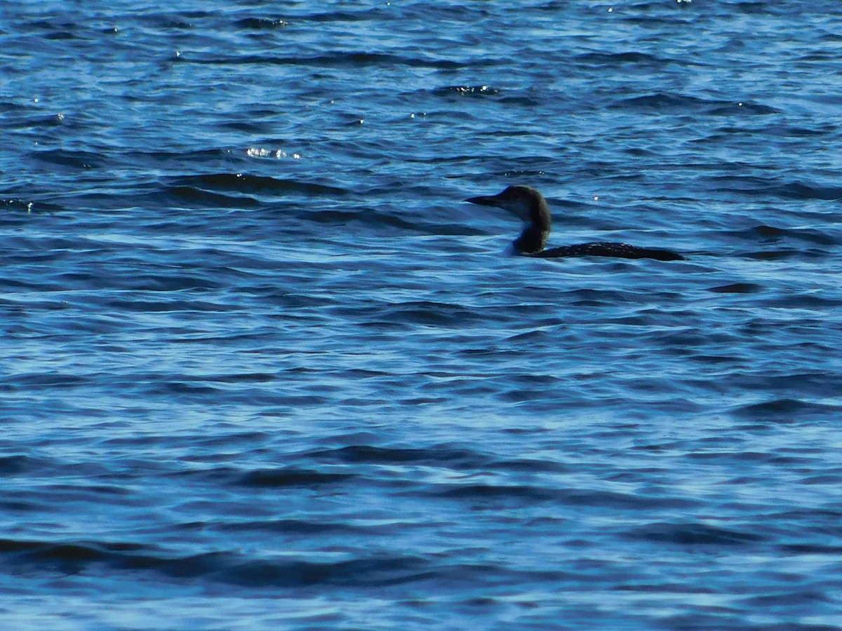 Common Loon - Luis Mendes