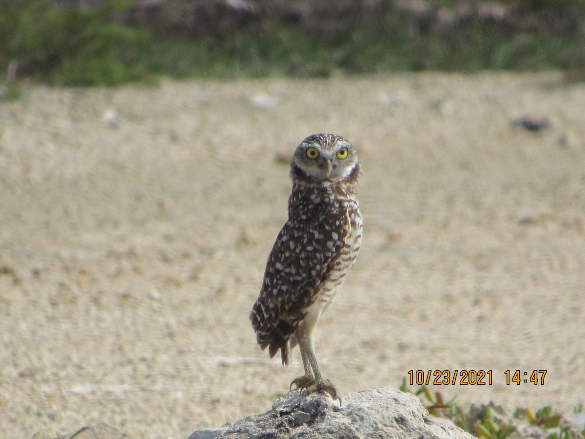 Burrowing Owl - ML382405781