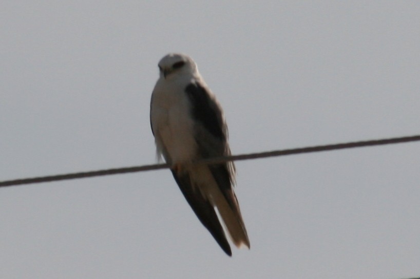 White-tailed Kite - ML382413061