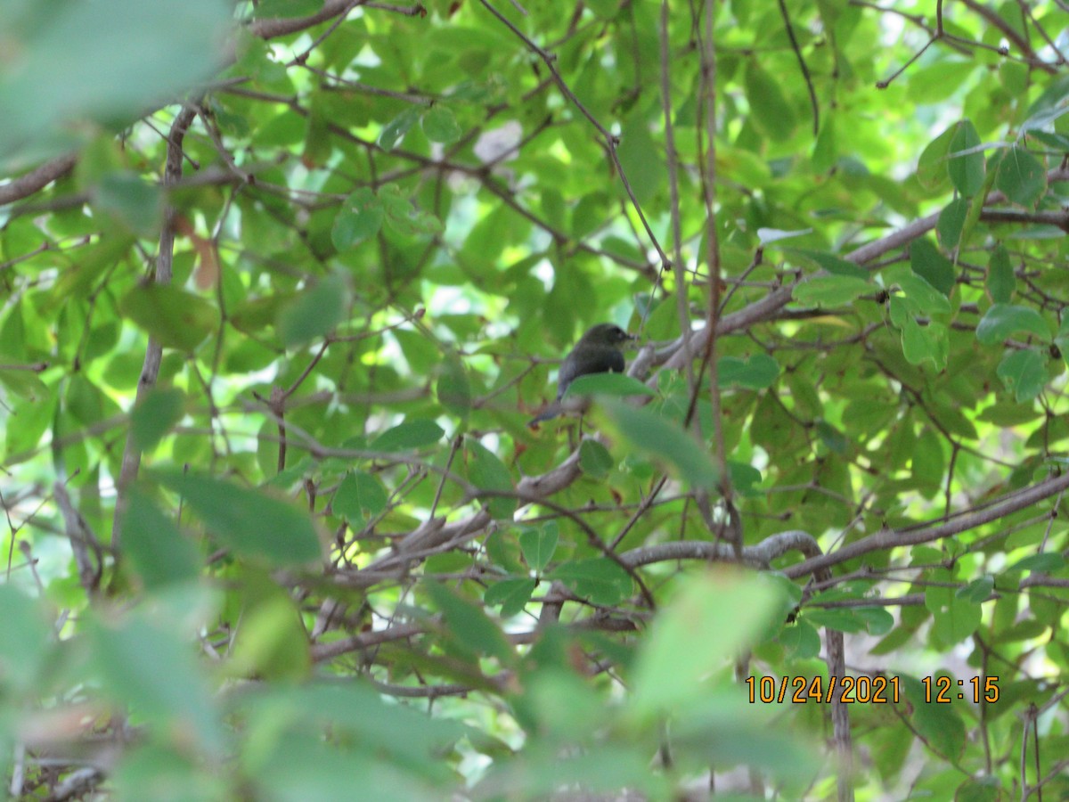 Black-throated Blue Warbler - ML382414021