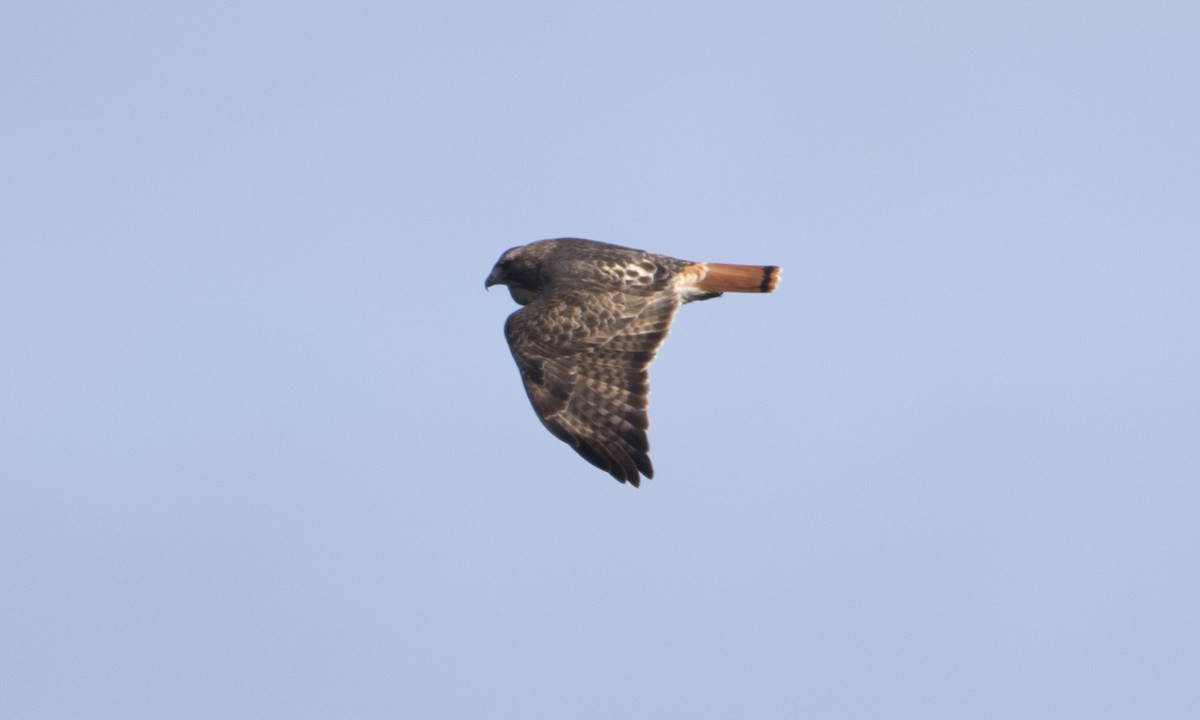 Red-tailed Hawk (abieticola) - Brian Sullivan