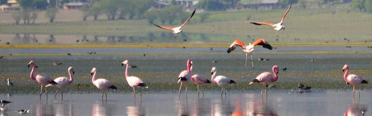 Andean Flamingo - Viviana Fuentes