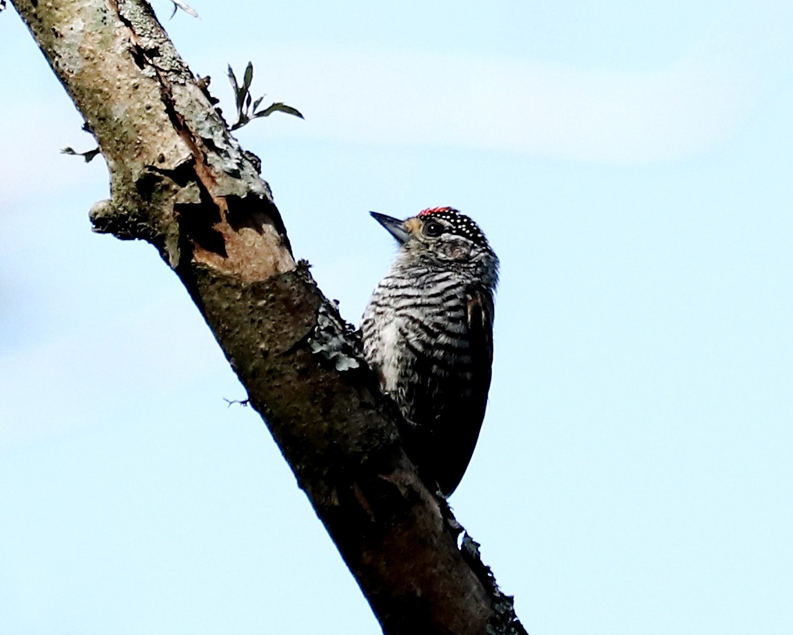 White-barred Piculet - ML382420121