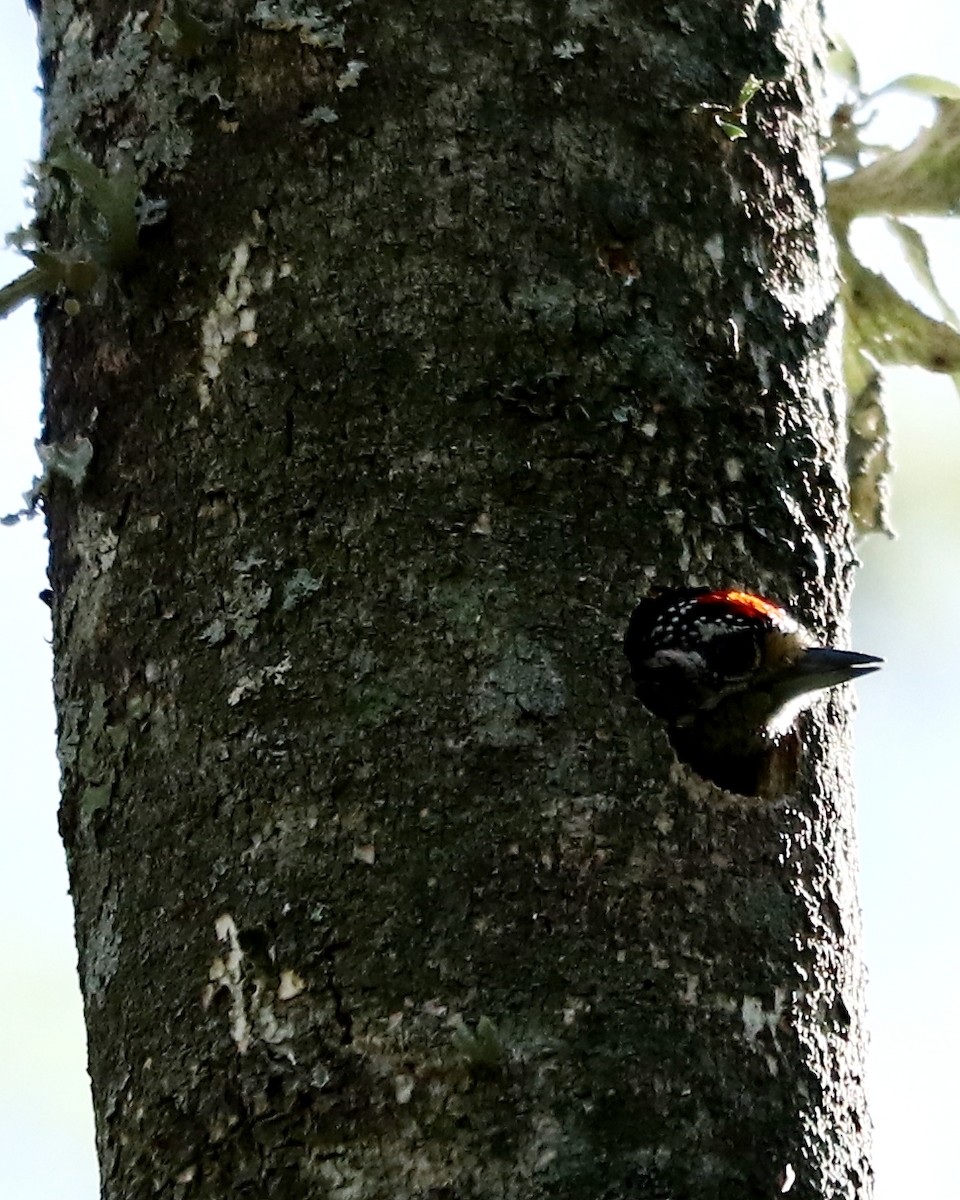 White-barred Piculet - ML382420421