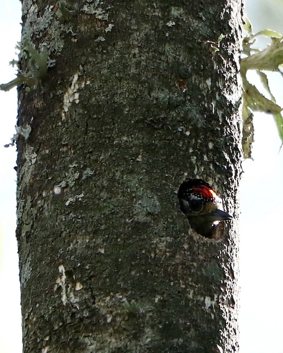 White-barred Piculet - ML382421321