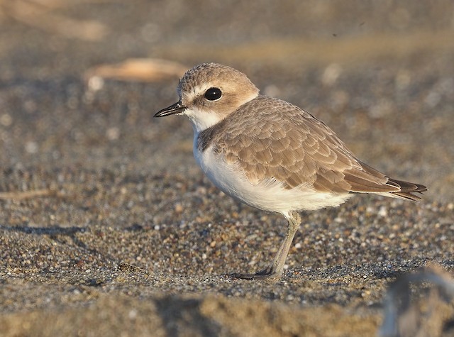 Snowy Plover (nivosus)
