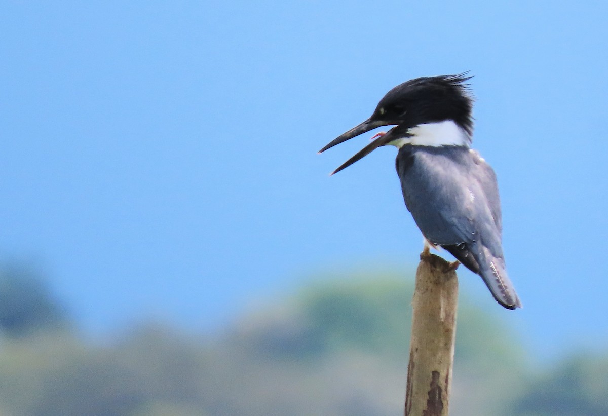 Belted Kingfisher - Rick Jacobsen