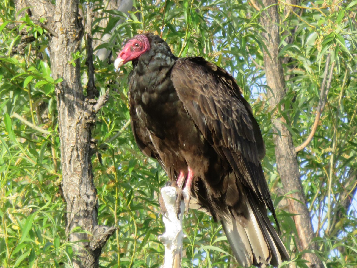 Turkey Vulture - Kai Frueh