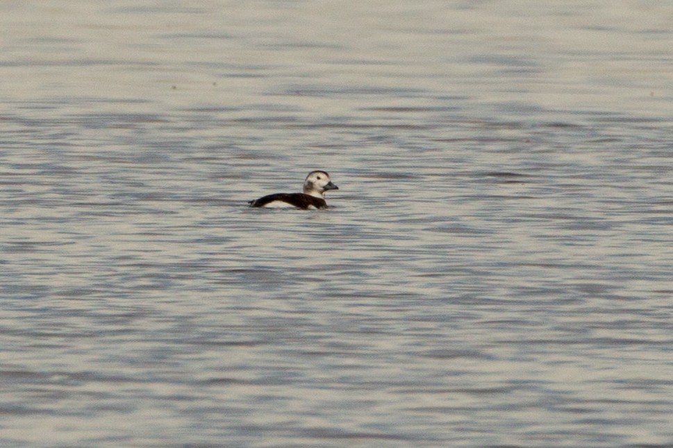 Long-tailed Duck - Andrew Hart
