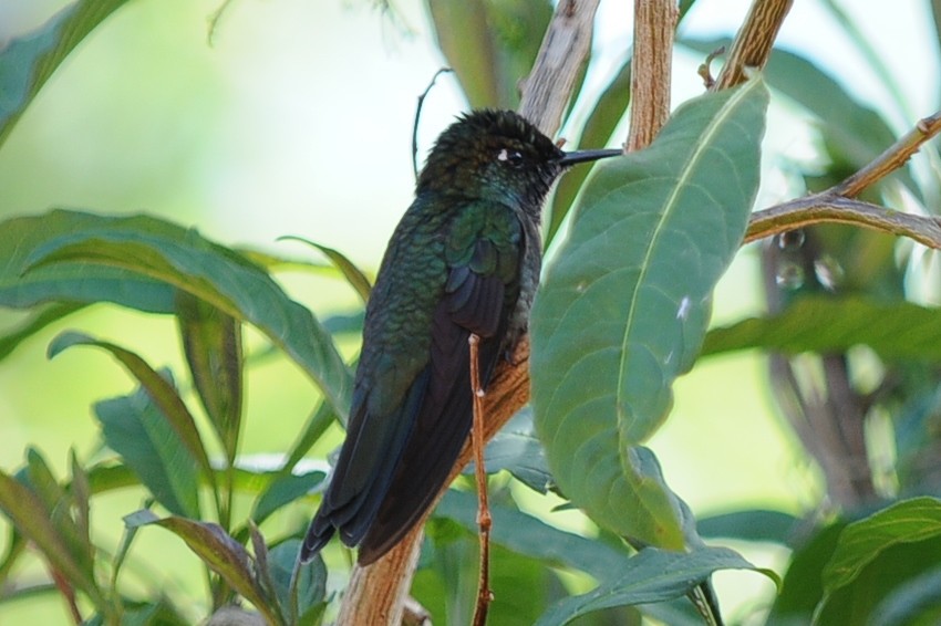 Talamanca Hummingbird - ML38243411