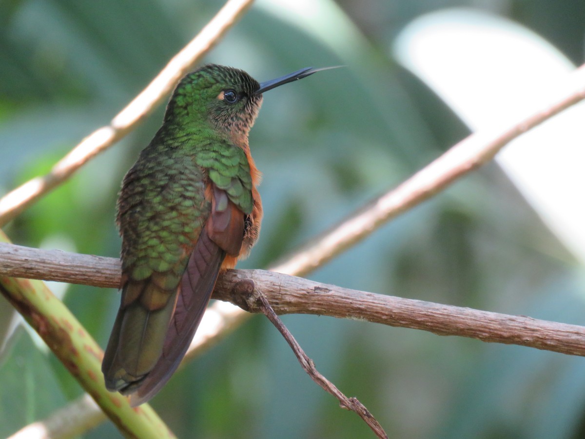 kolibřík peruánský - ML382434371