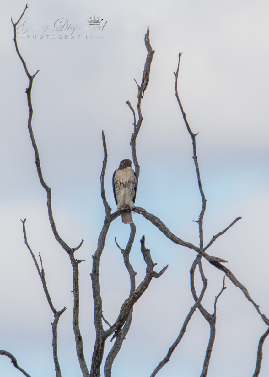 Red-tailed Hawk - ML382437351