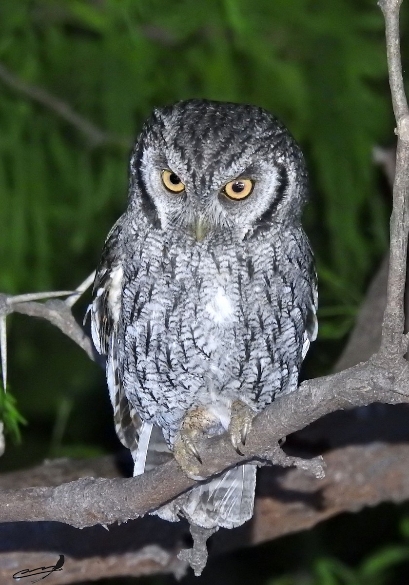 Tropical Screech-Owl - Carlos Cabrera