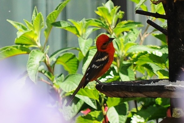Flame-colored Tanager - ML38244441