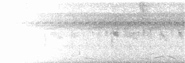 Свіфт плямистолобий - ML382444461