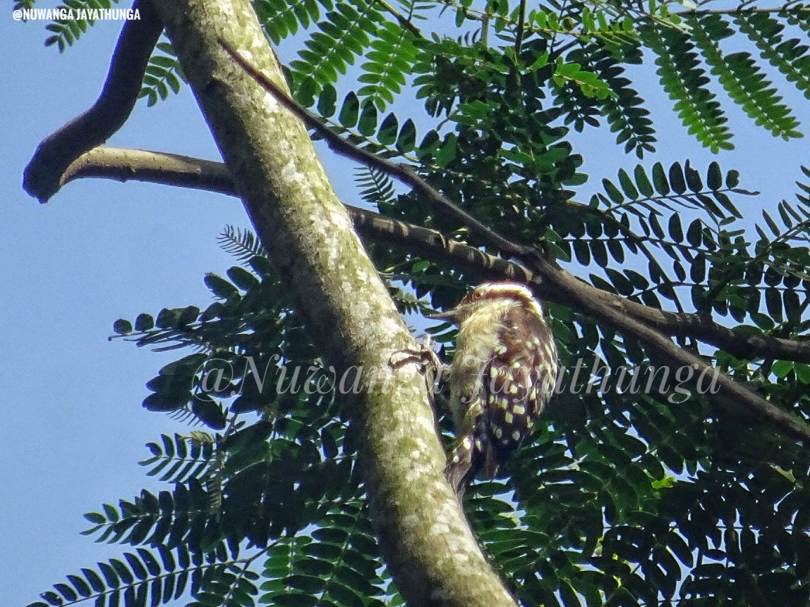 Brown-capped Pygmy Woodpecker - ML382449571