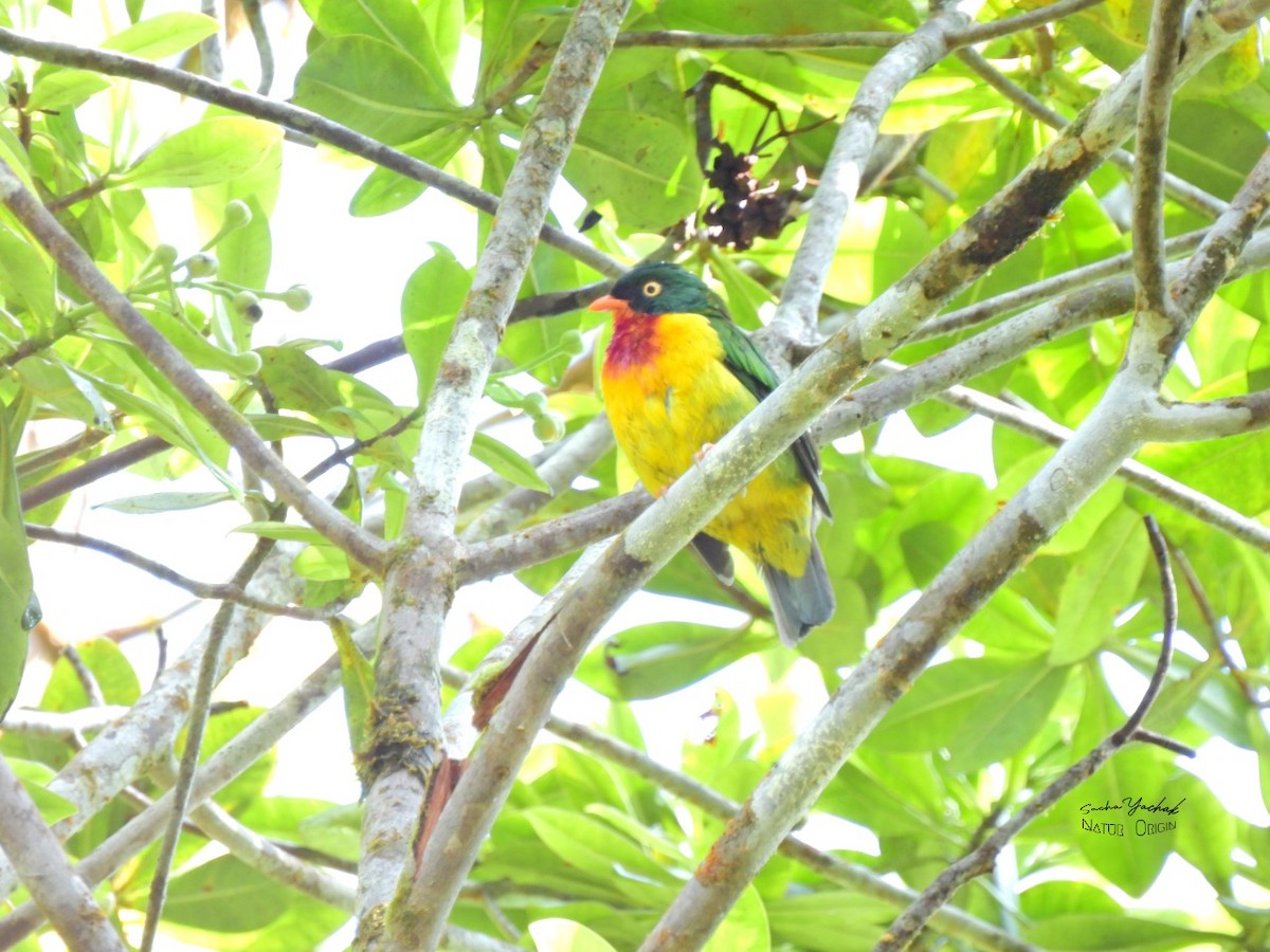 Scarlet-breasted Fruiteater (frontalis) - ML382451761
