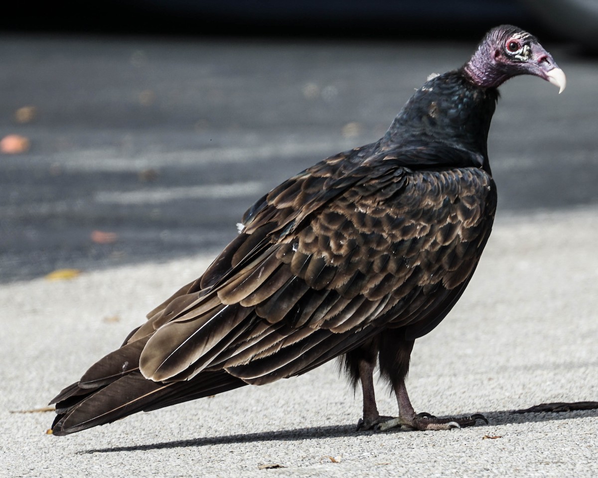 Turkey Vulture - Doreen LePage