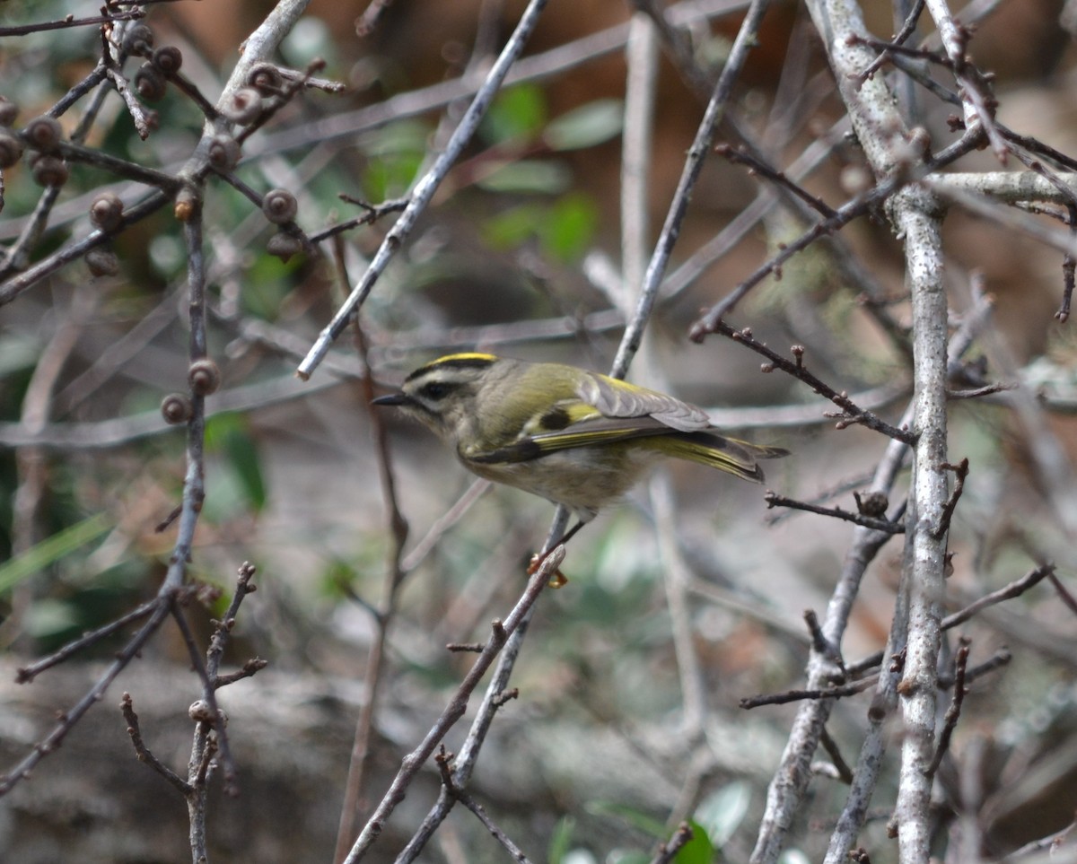 eBird Checklist - 25 Oct 2016 - Guana River WMA - 65 species (+2 other