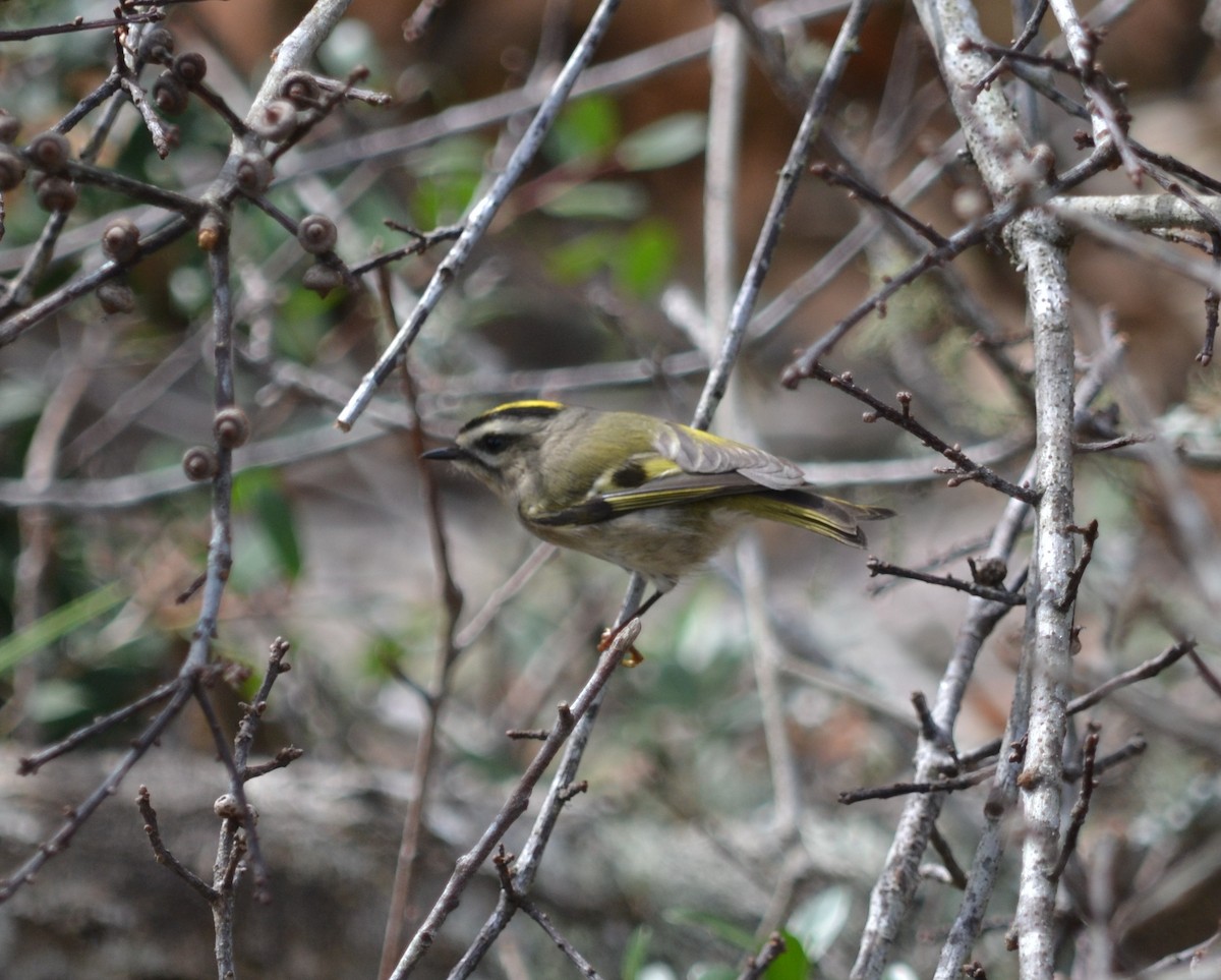 Golden-crowned Kinglet - Cynthia Elder