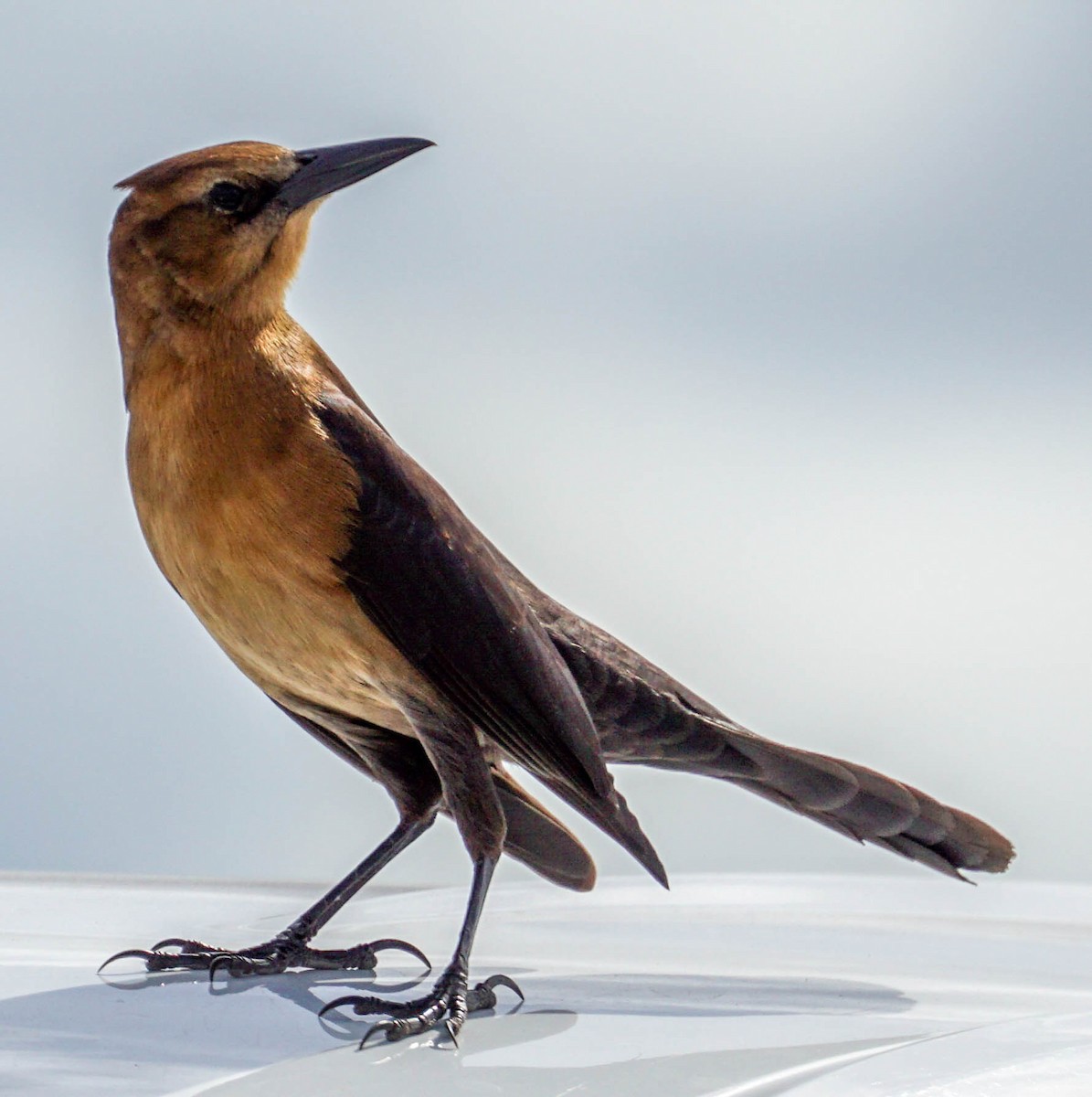 Boat-tailed Grackle - ML38245881
