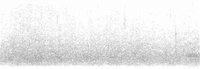 Cormoran de Magellan - ML382462581