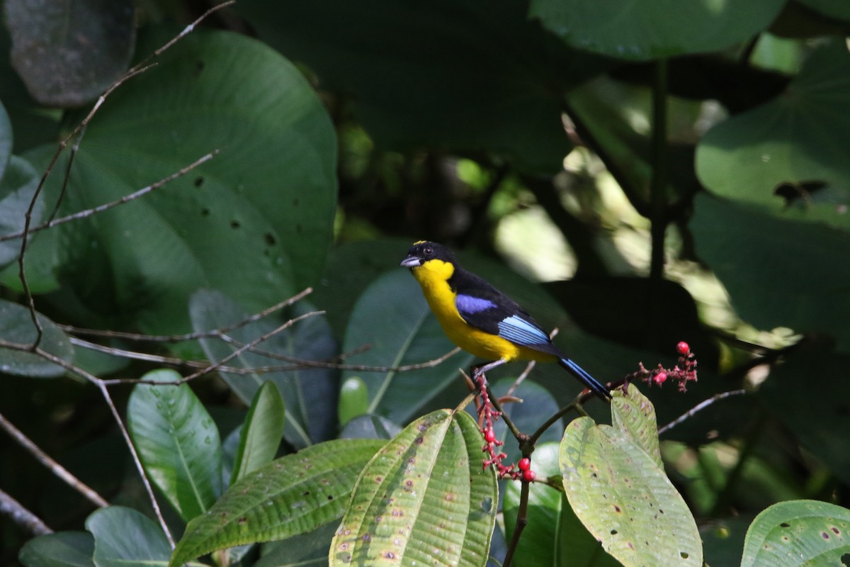 Blue-winged Mountain Tanager - ML382463341