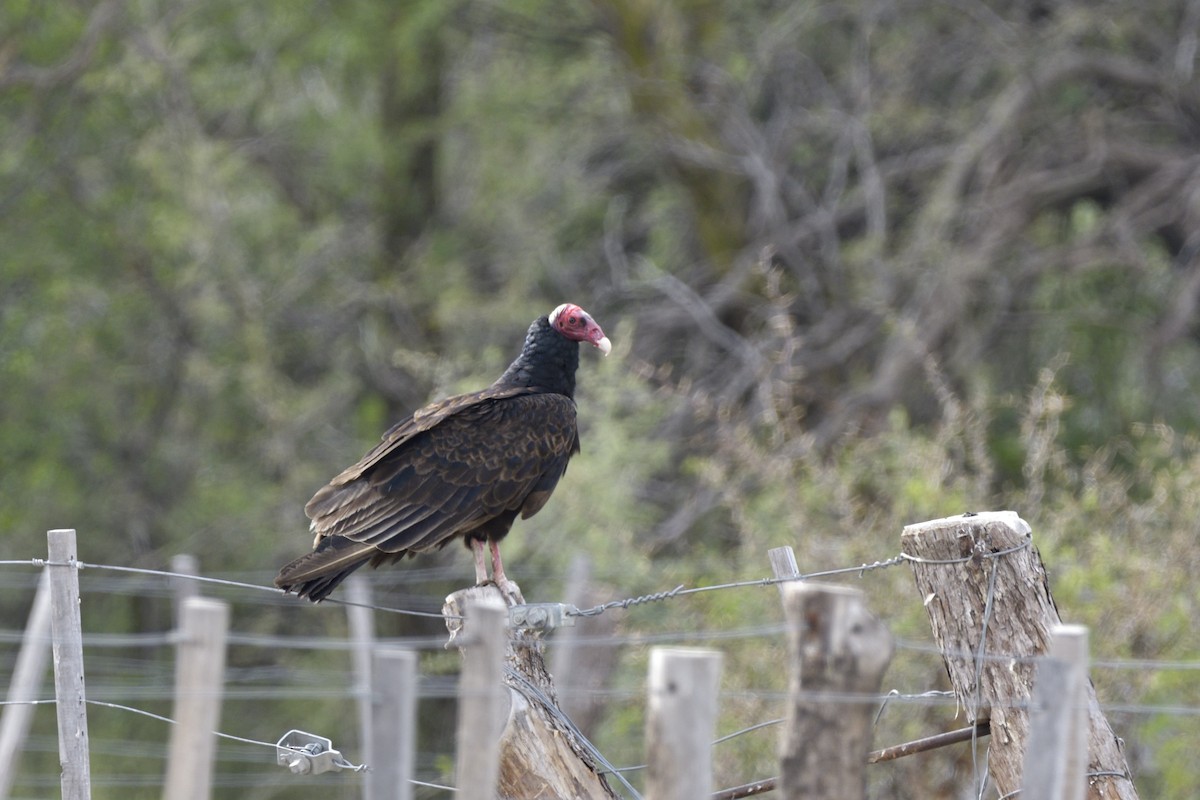 Turkey Vulture - Matias Pescara