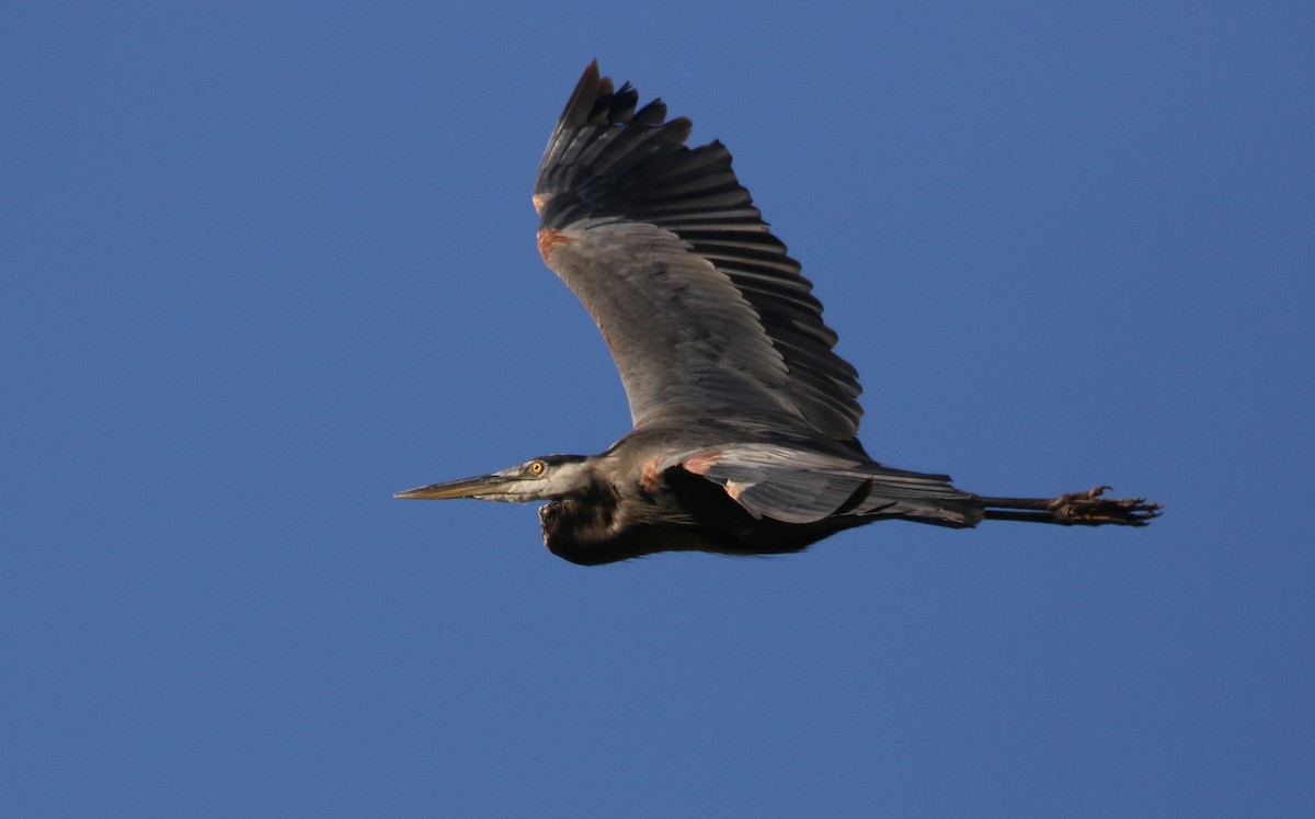 Great Blue Heron (Great Blue) - Jay McGowan