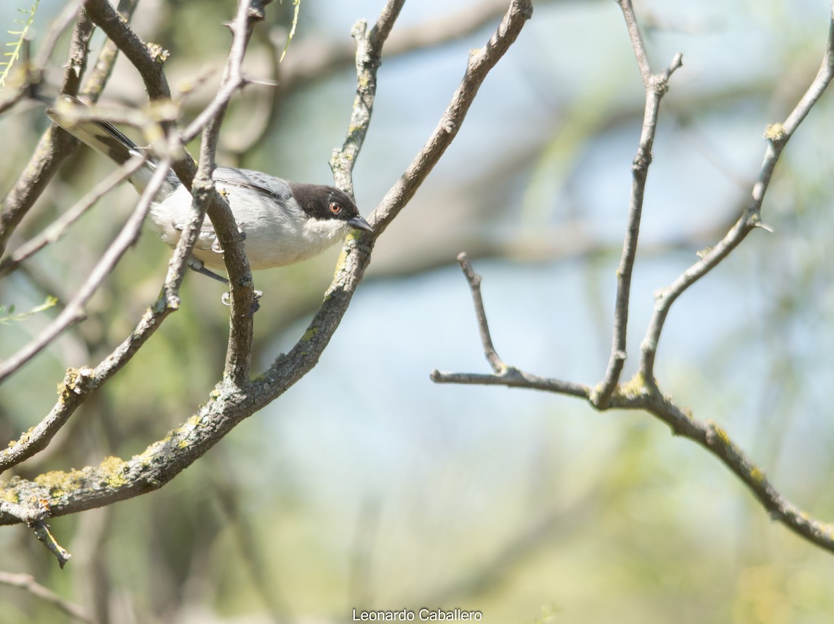 Black-capped Warbling Finch - ML382470461
