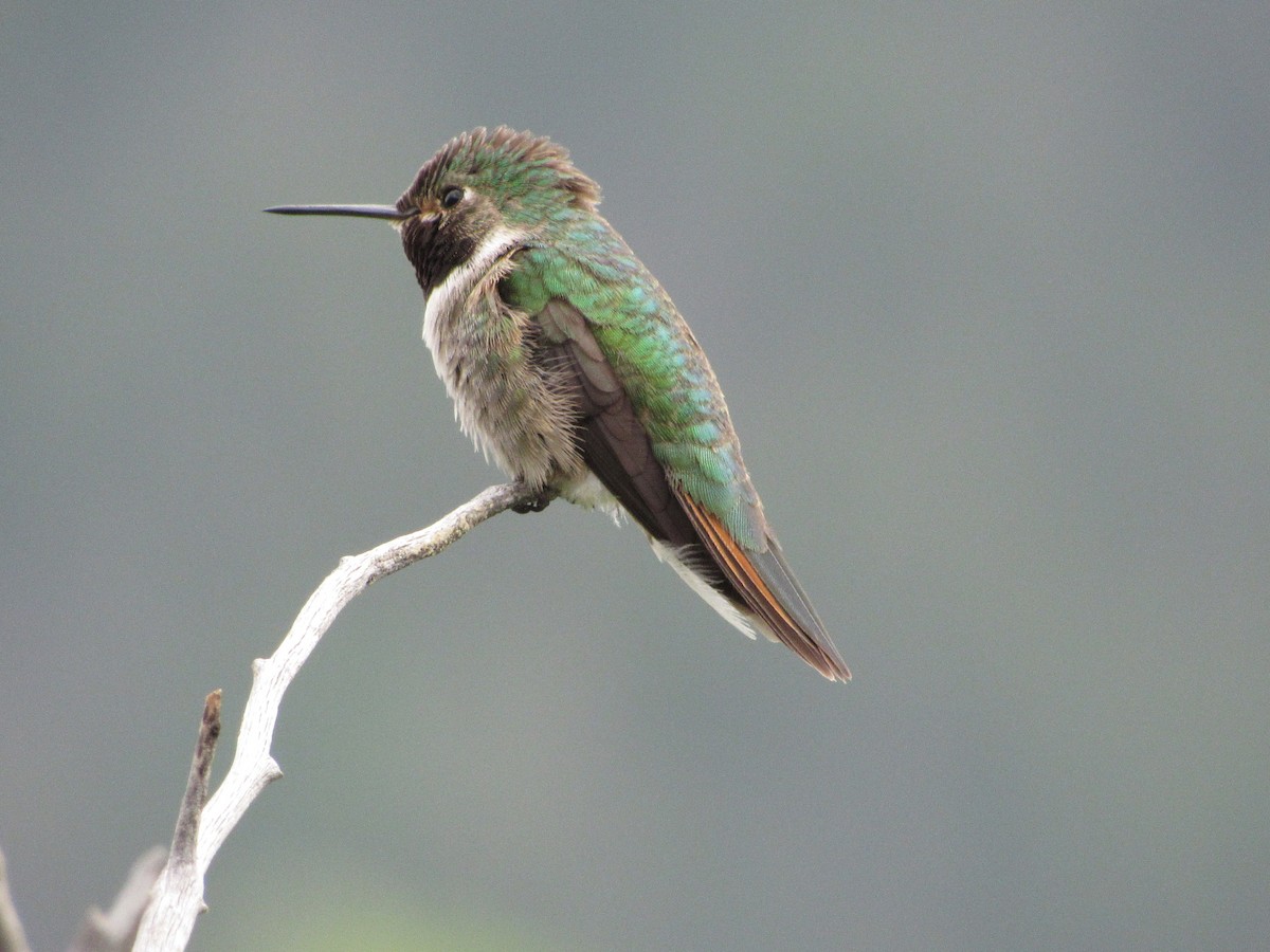 Broad-tailed Hummingbird - Anonymous