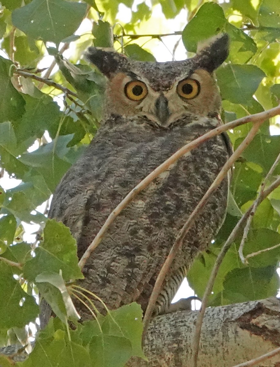 Great Horned Owl - ML382476321