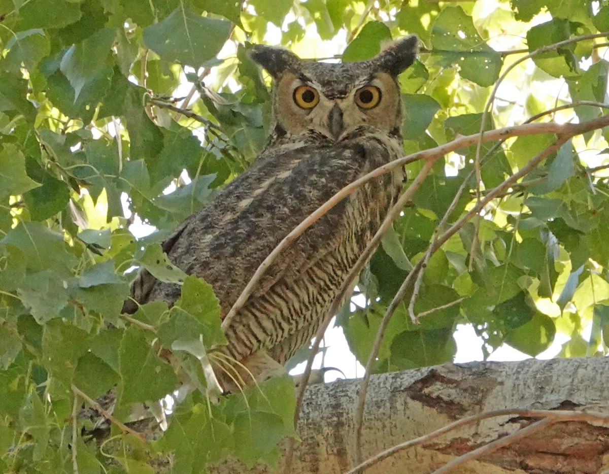 Great Horned Owl - ML382477321