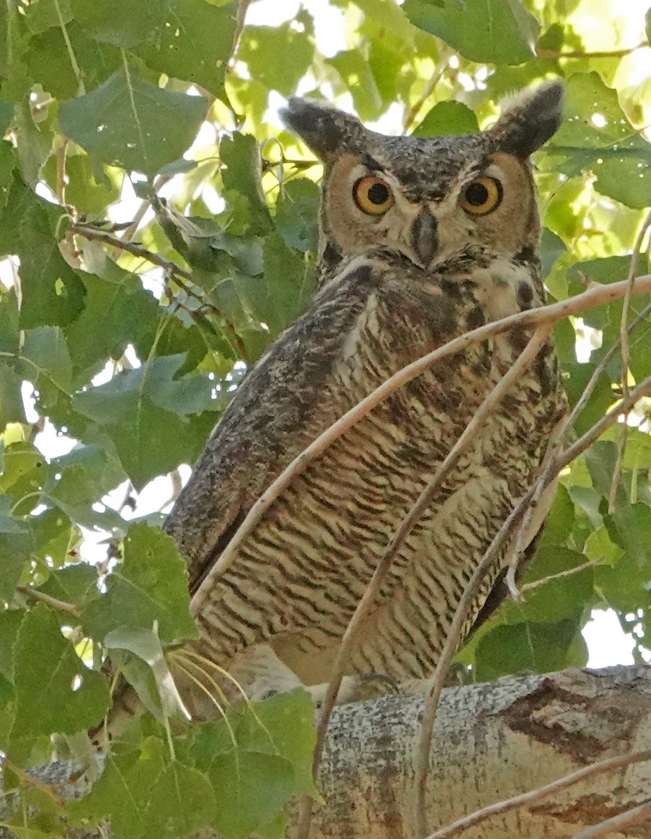 Great Horned Owl - ML382478301