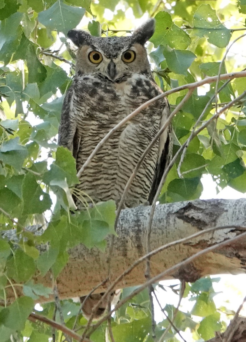Great Horned Owl - ML382478831