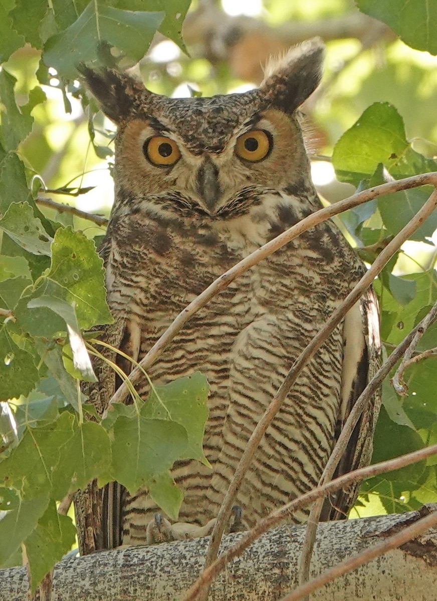 Great Horned Owl - ML382479441