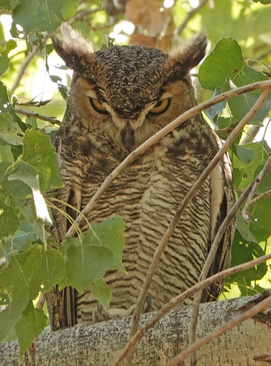 Great Horned Owl - ML382479861